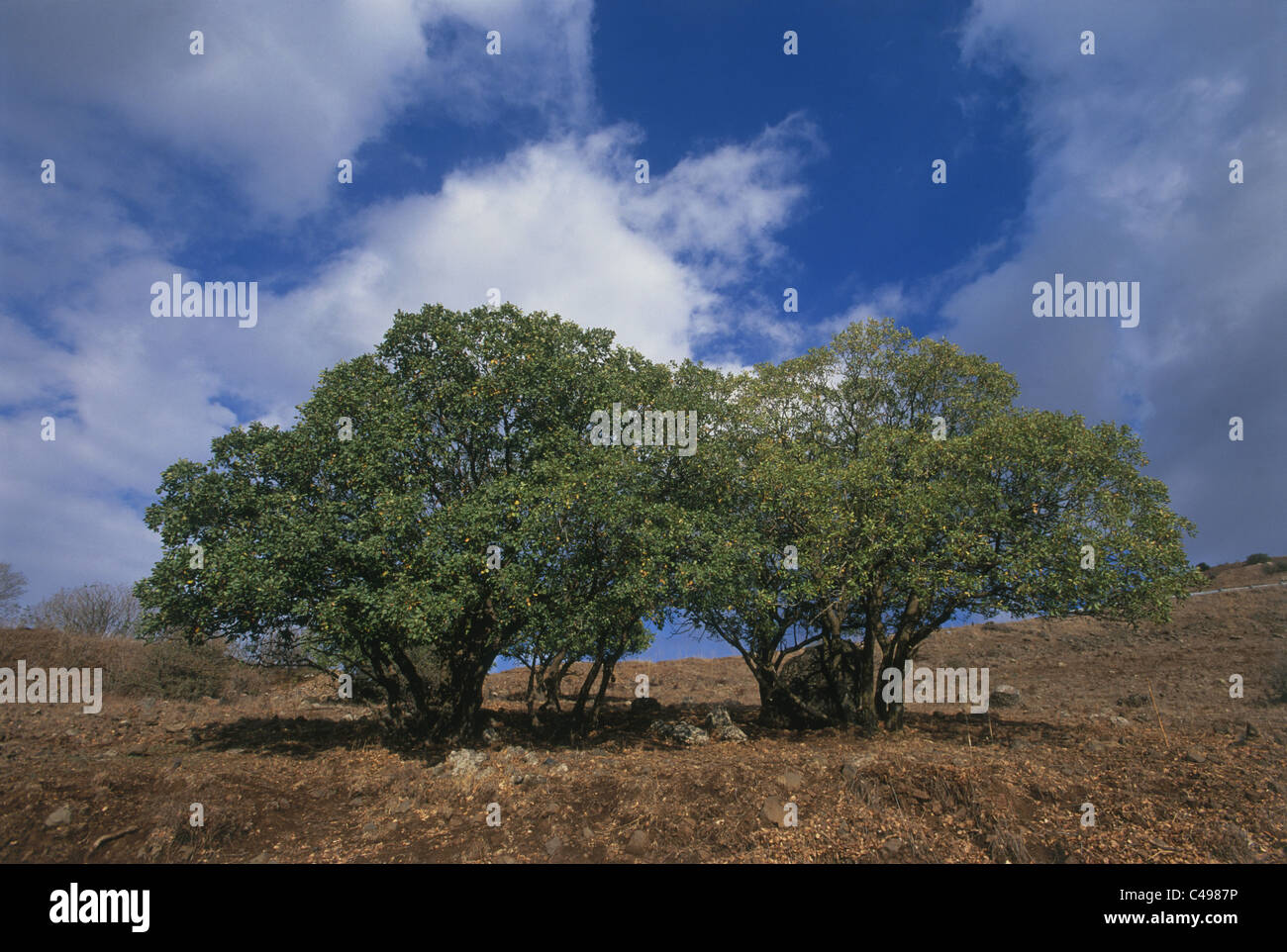Abstract view of two trees in an open field in the Golan Heights Stock Photo
