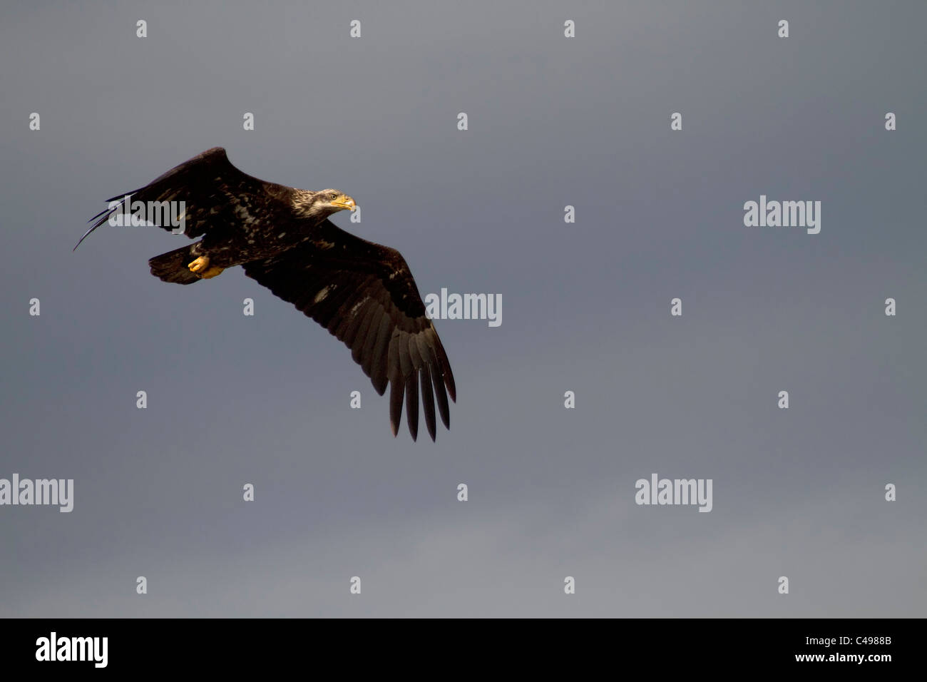 Immature Bald Eagle Stock Photo - Alamy