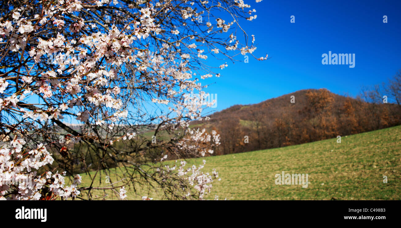 Pale pink almond bloom under springtime blue sky with hills in background Stock Photo