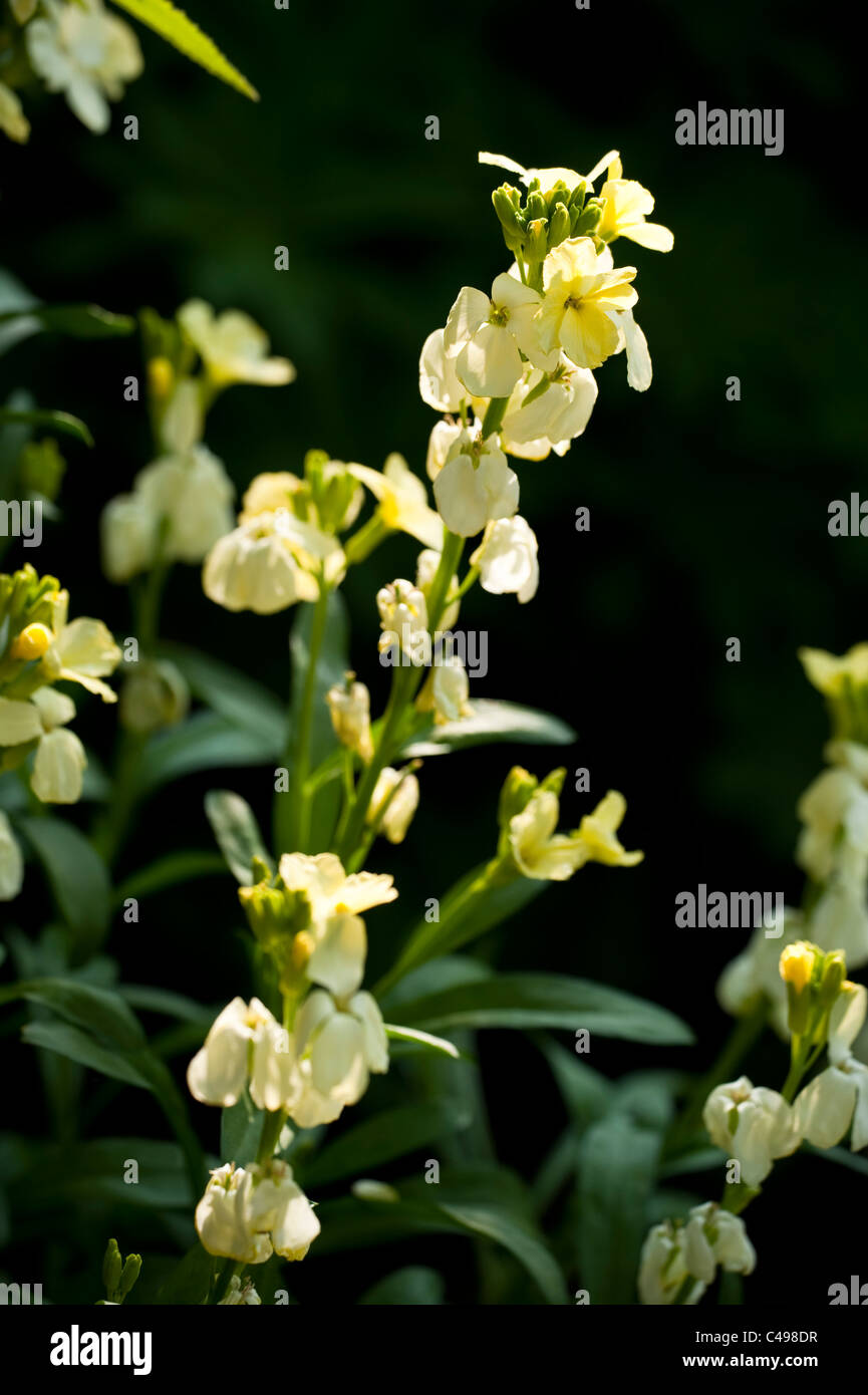 Erysimum ‘Ivory’, Wallflowers, in flower Stock Photo