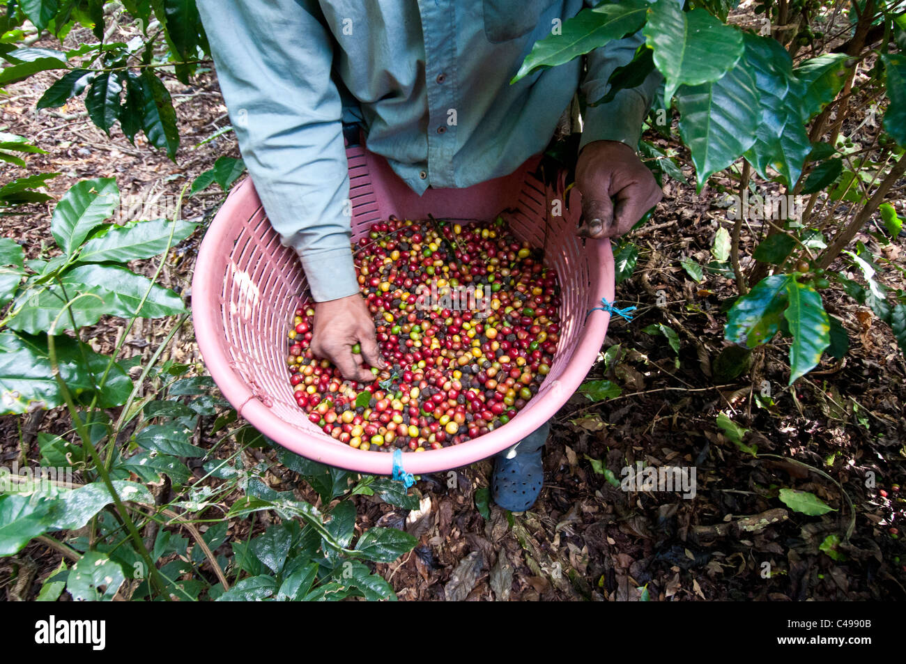 Coffee picker El Rodeo Central Valley Costa Rica Stock Photo Alamy