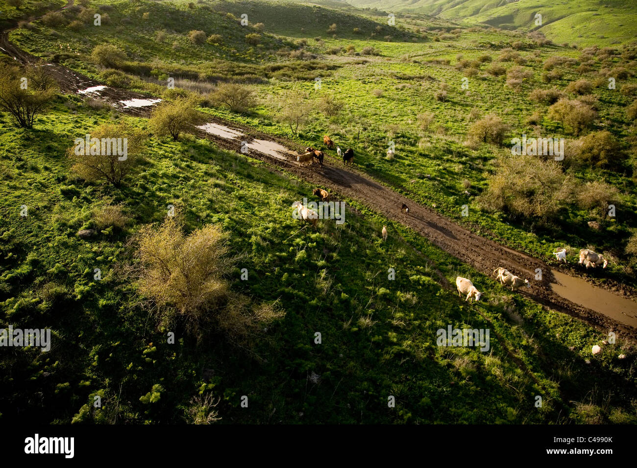 Aerial photograph of a herd of cows grazing in a green and muddy field in the southern Golan Heights Stock Photo