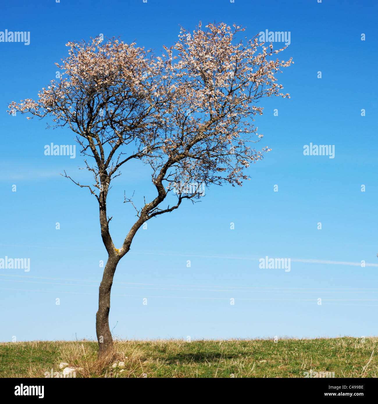 Pale pink almond bloom in springtime with blue sky Stock Photo
