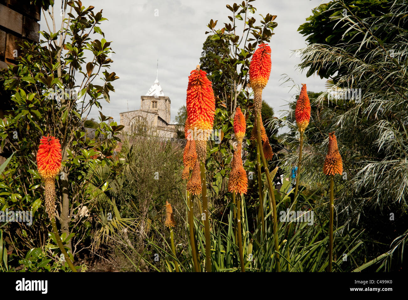 kniphofia rufa known as red hot pokers wild flowers in the gardens of Arundel Castle West Sussex Stock Photo