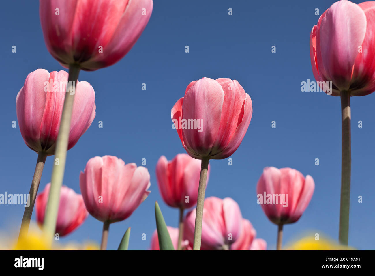 Field of pink tulips against a blue sky Stock Photo - Alamy