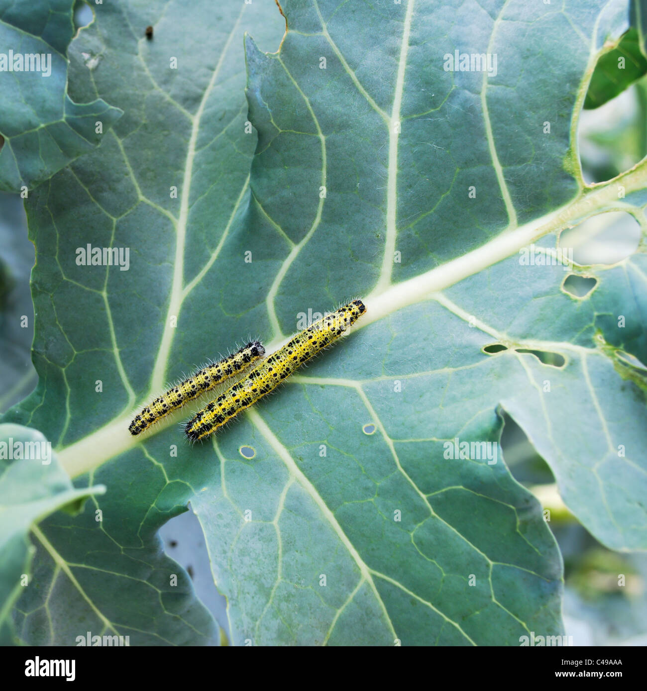 Two yellow and black large White butterfly larva on cabbage leaves Stock Photo