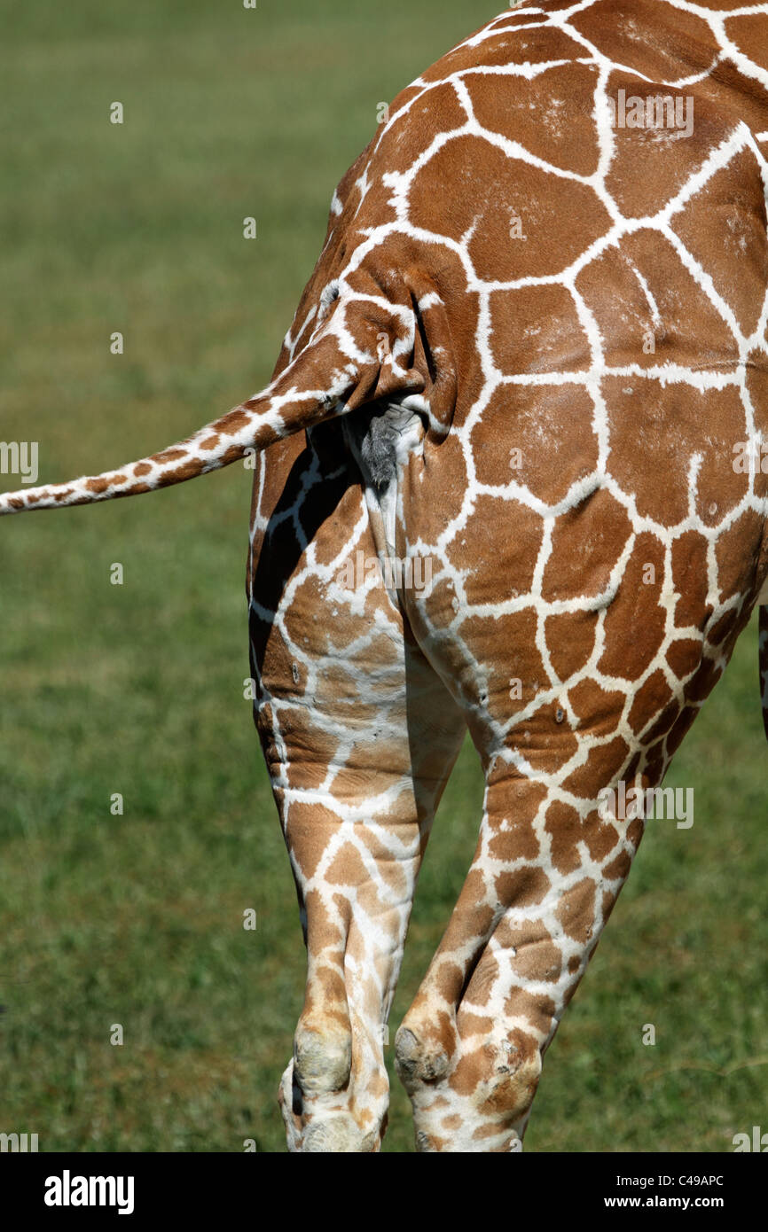 The backside of a Giraffe, Giraffa camelopardalis. cape May County Zoo, Cape May Courthouse, New Jersey, USA Stock Photo