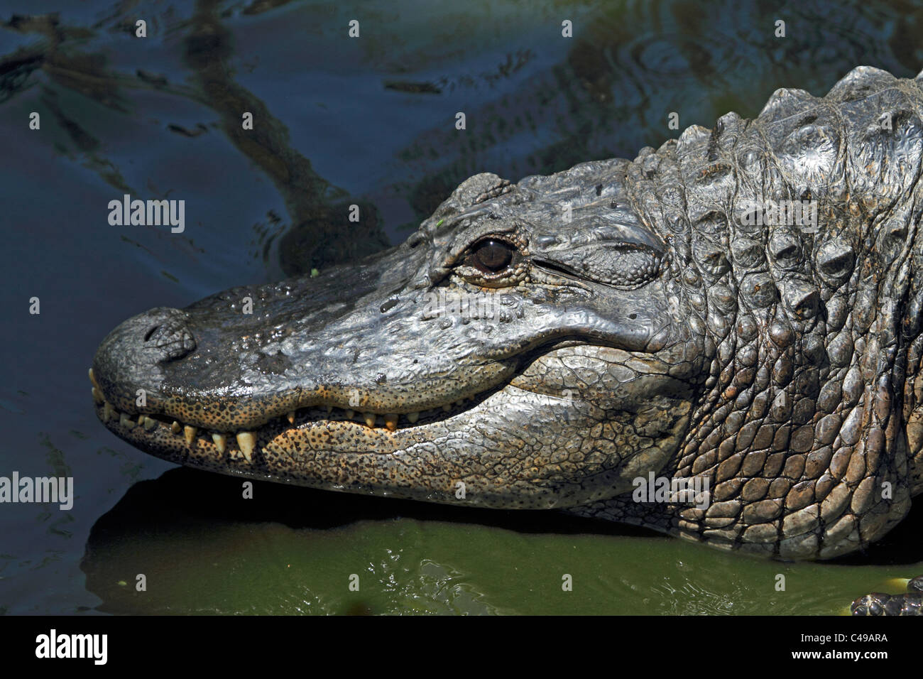 Closeup of an American Alligator, Alligator mississippiensis. Cape May