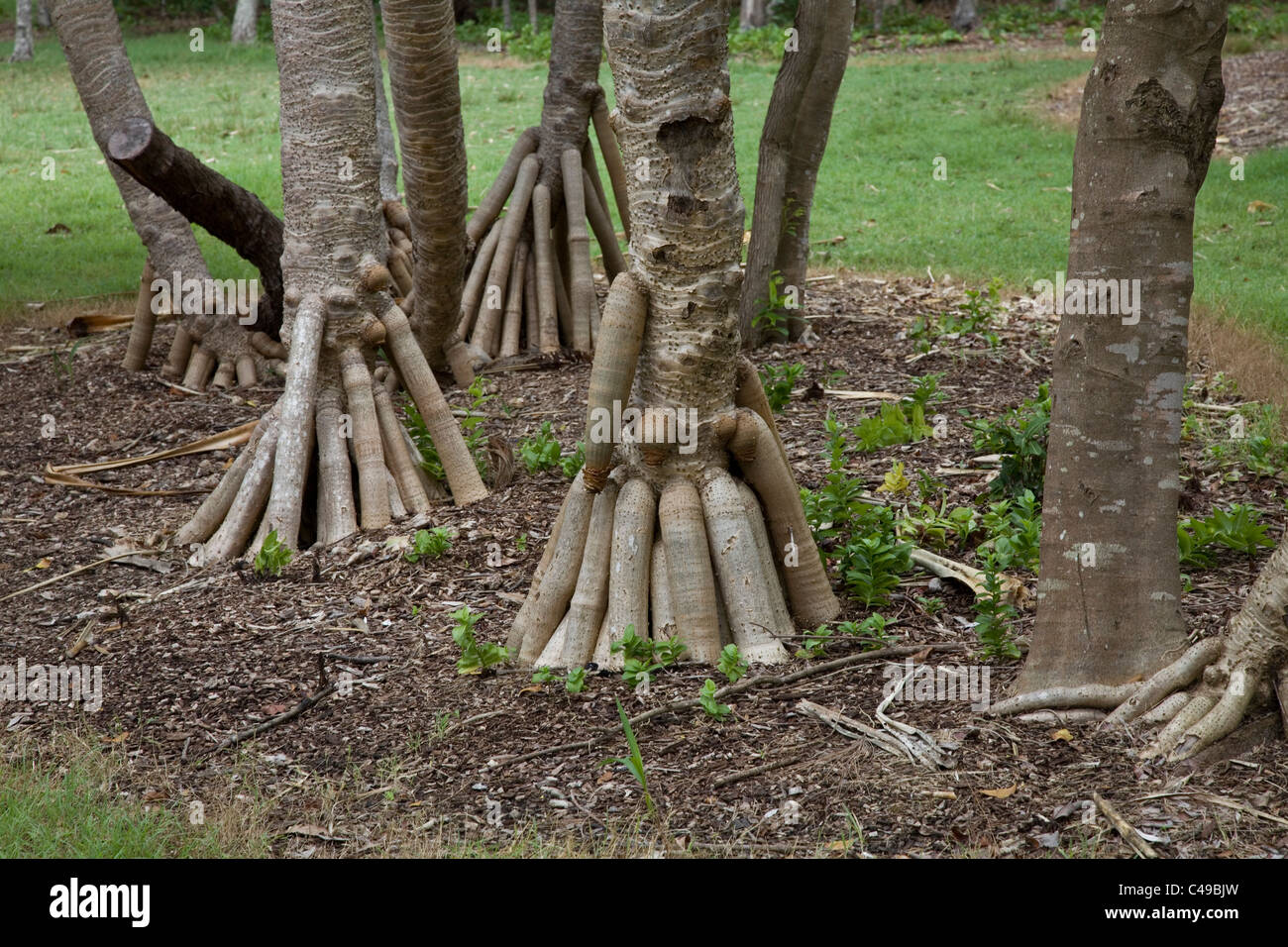 Multiple roots of a Palm Tree Stock Photo Alamy