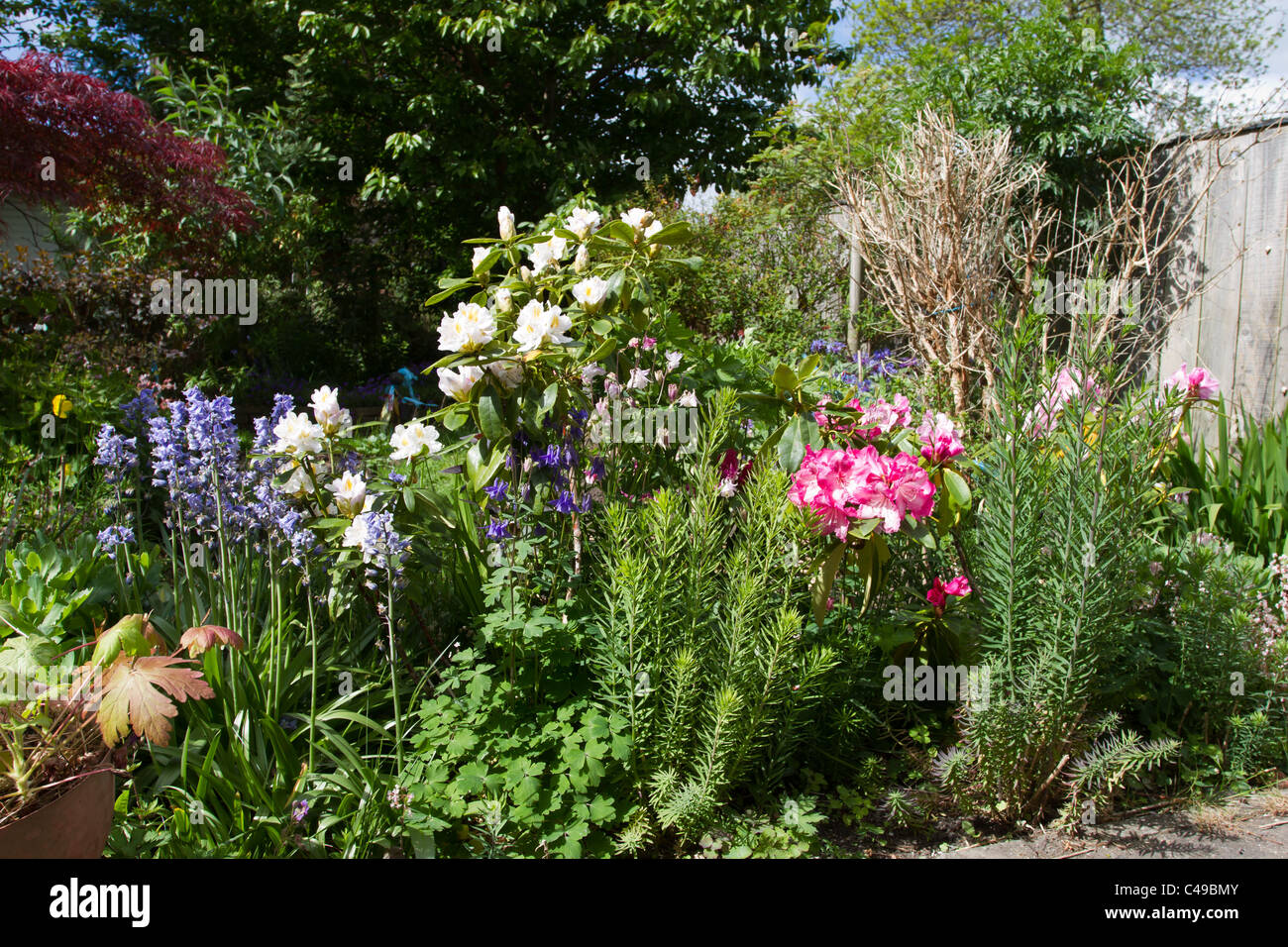 English country garden with riot of blooms late spring early summer. Stock Photo
