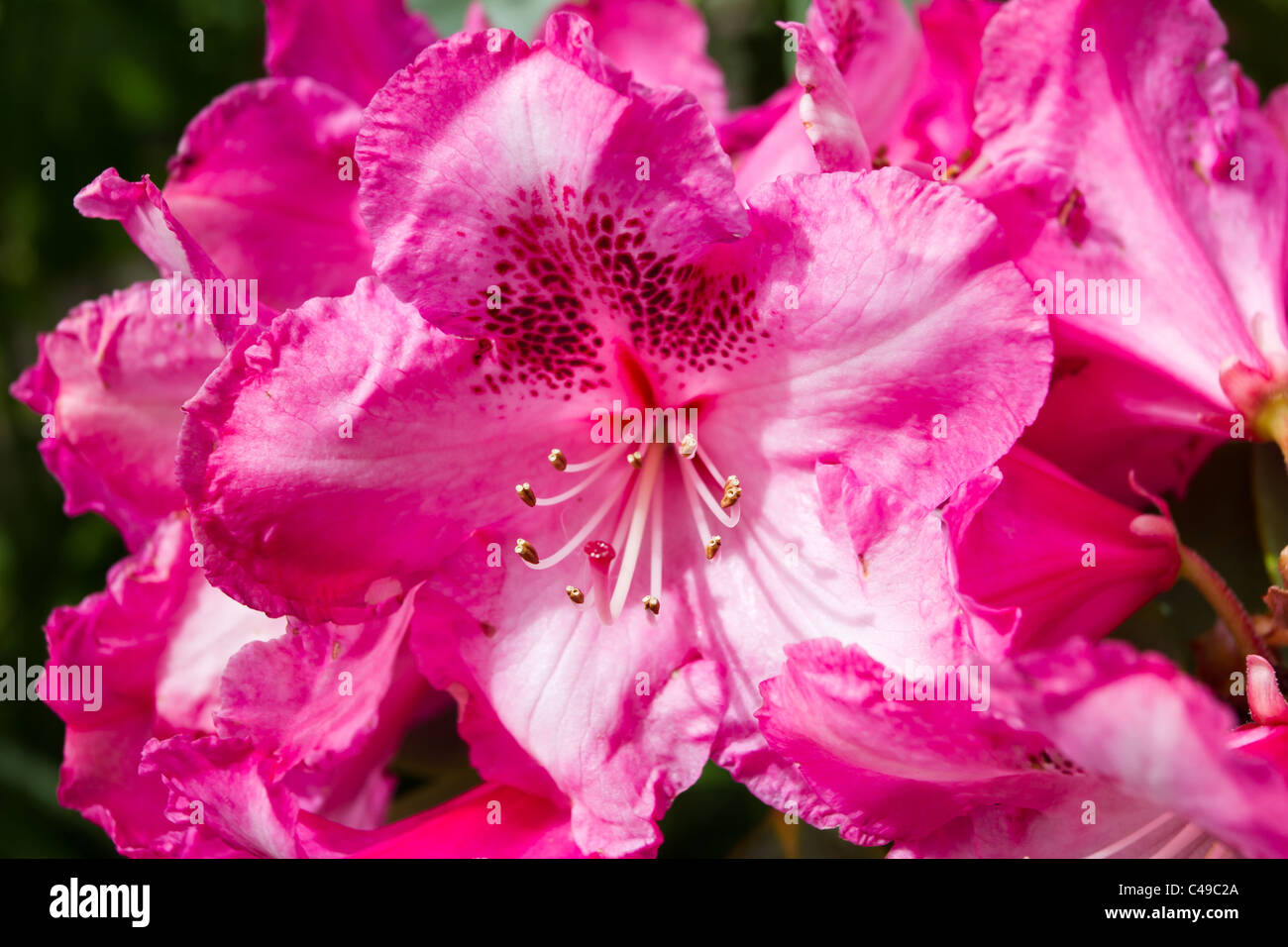 Vibrant rhododendron blooming in english country garden. Stock Photo