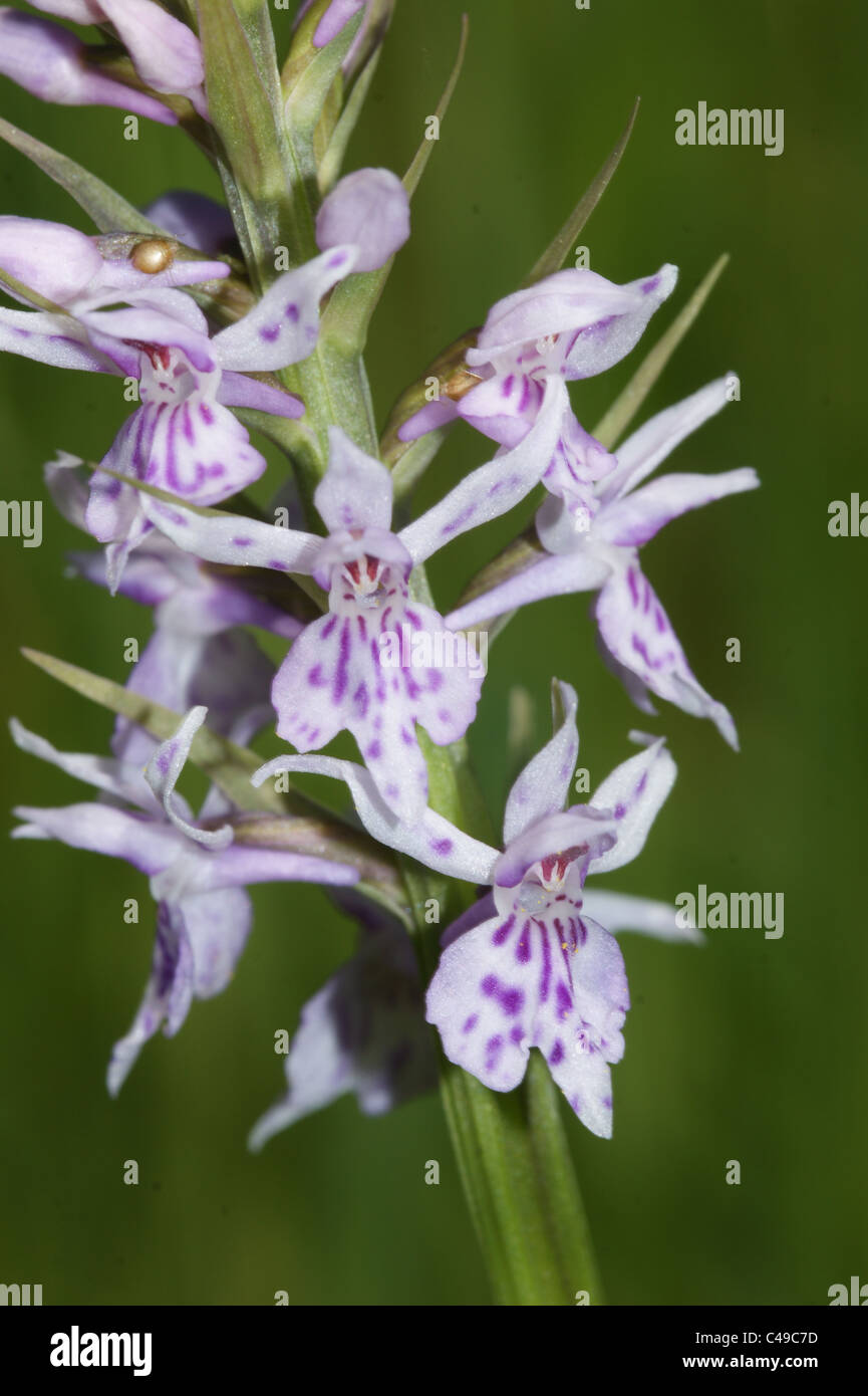 Dactylorhiza fuchsii  Common Spotted Orchid Stock Photo