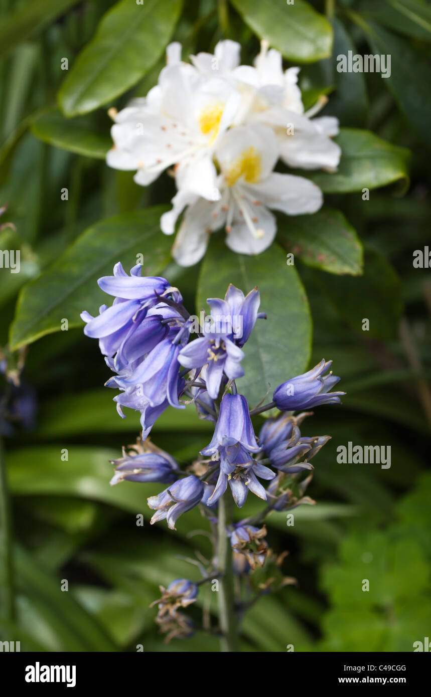 Wild flowers of rhododendron and aquilegia in english country garden. Stock Photo