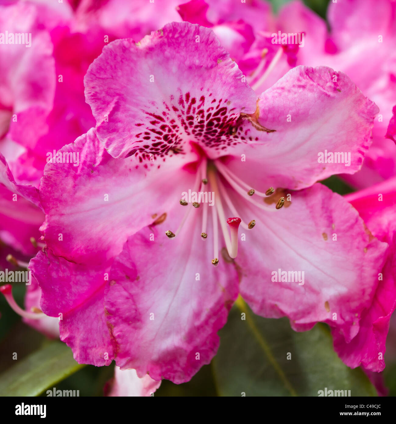 Vibrant rhododendron blooming in english country garden. Stock Photo