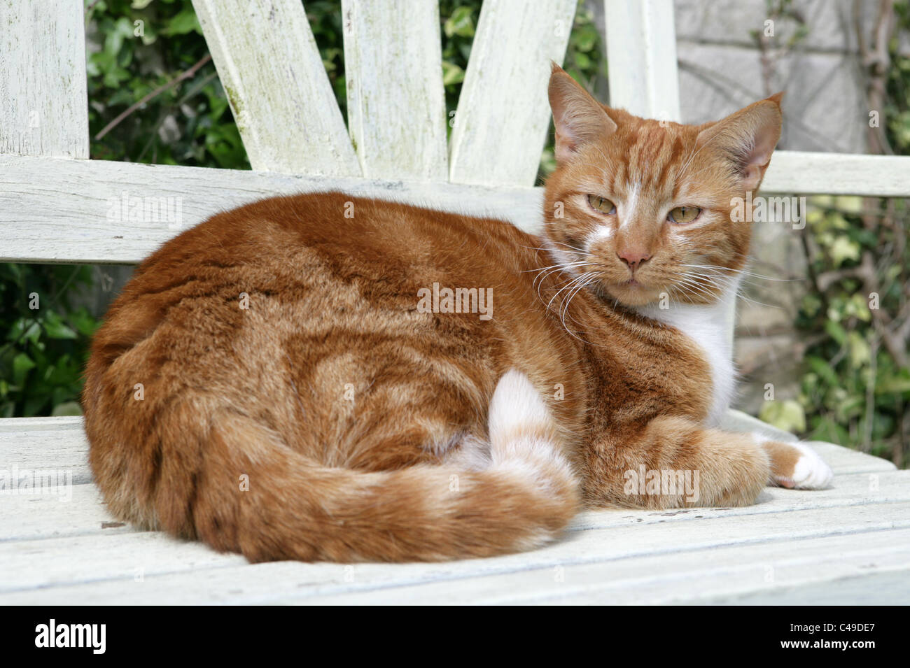 Domestic cat Single adult resting on a bench in a garden UK Stock Photo ...