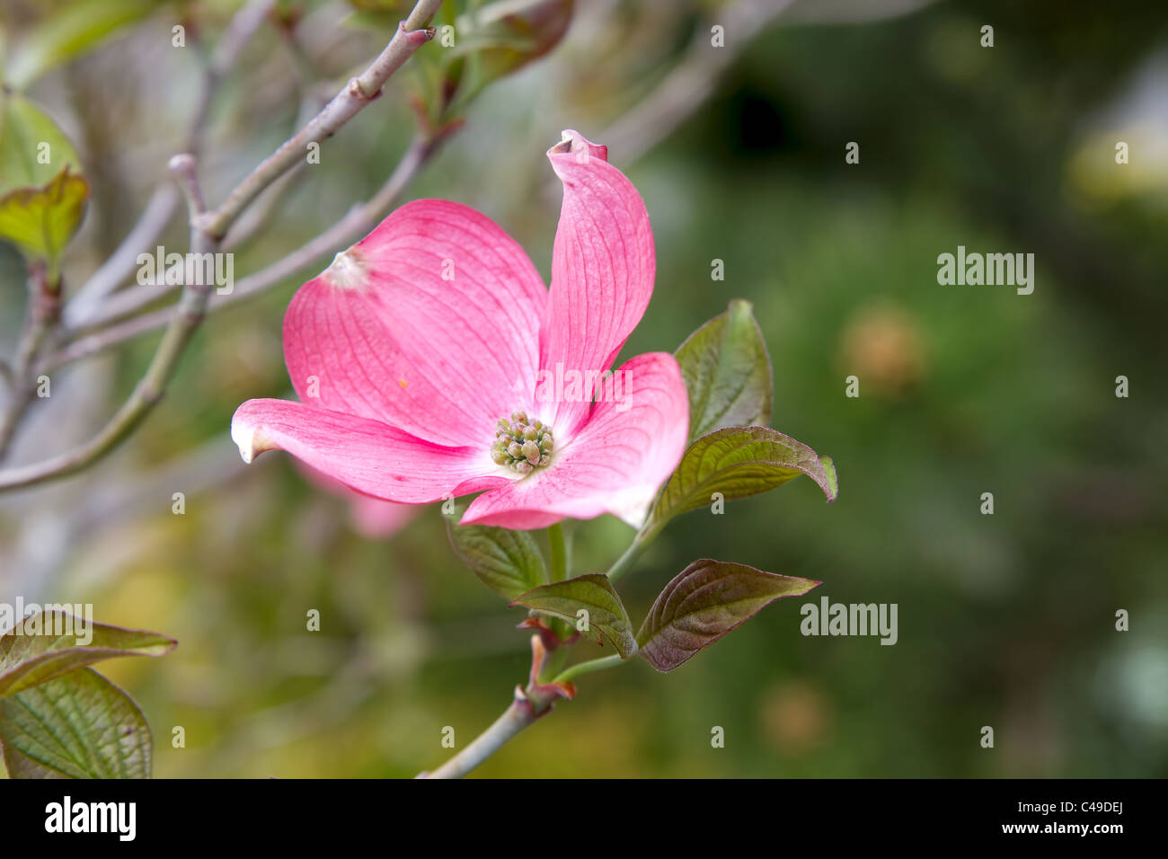 Pink Dogwood Tree Flower Closeup Stock Photo