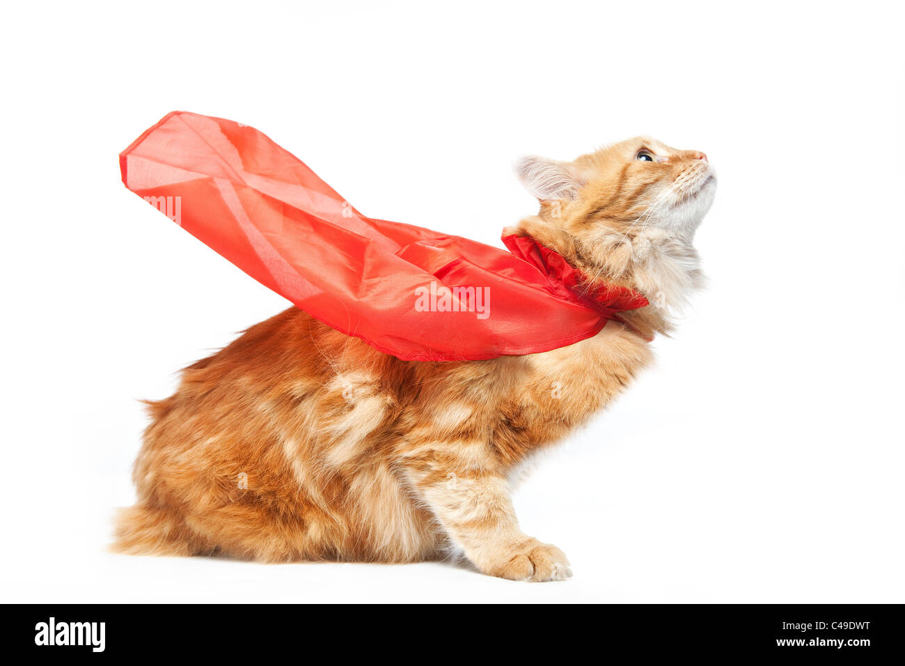 Orange red Manx cat wearing a red flowing superhero cape and looking up like he's going to take flight. Stock Photo
