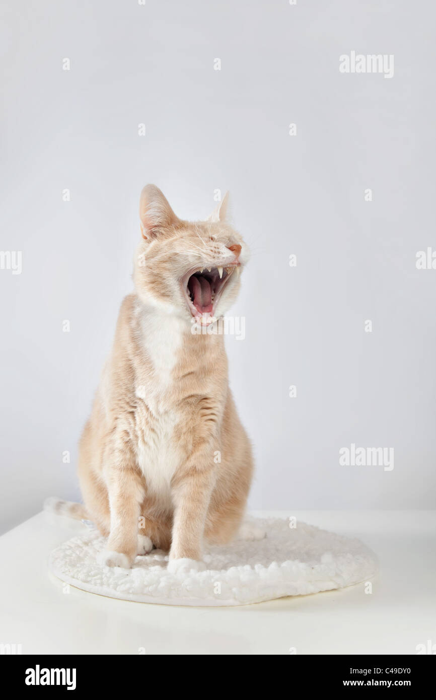 Light orange tabby cat yawning, photographed against a white studio background, sitting on a white fleece pad on a white table. Stock Photo