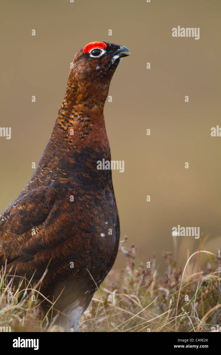 male Red Grouse (Lagopus lagopus scoticus) calling Stock Photo