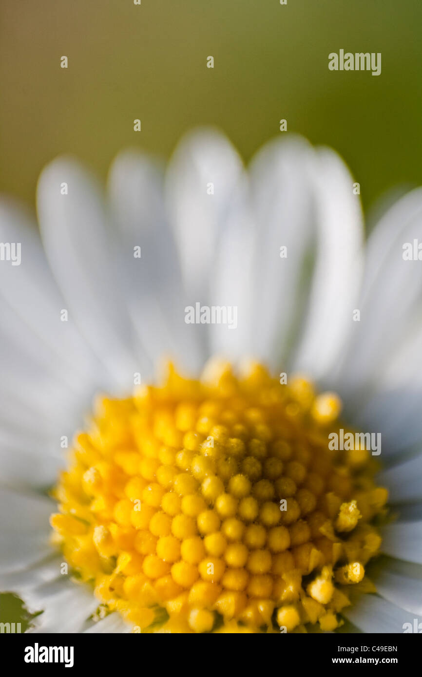 Common Daisy or Lawn Daisy (Bellis perennis) macro Stock Photo