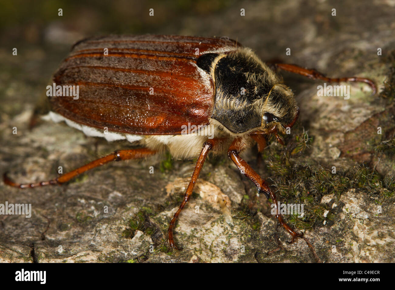 female Common Cockchafer (Melolontha melolontha) on a tree trunk Stock Photo