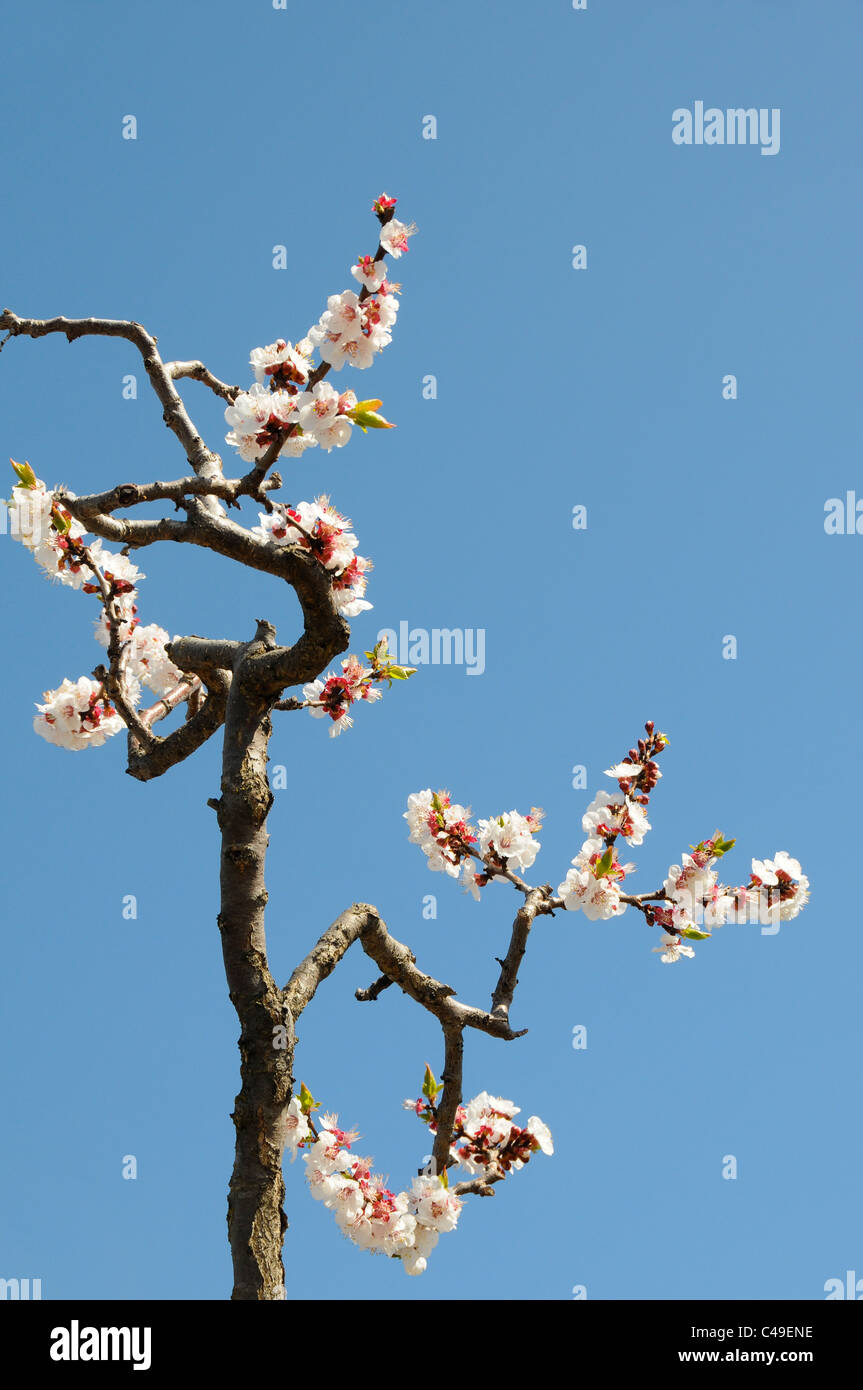Apricot Tree Blossoms Stock Photo Alamy
