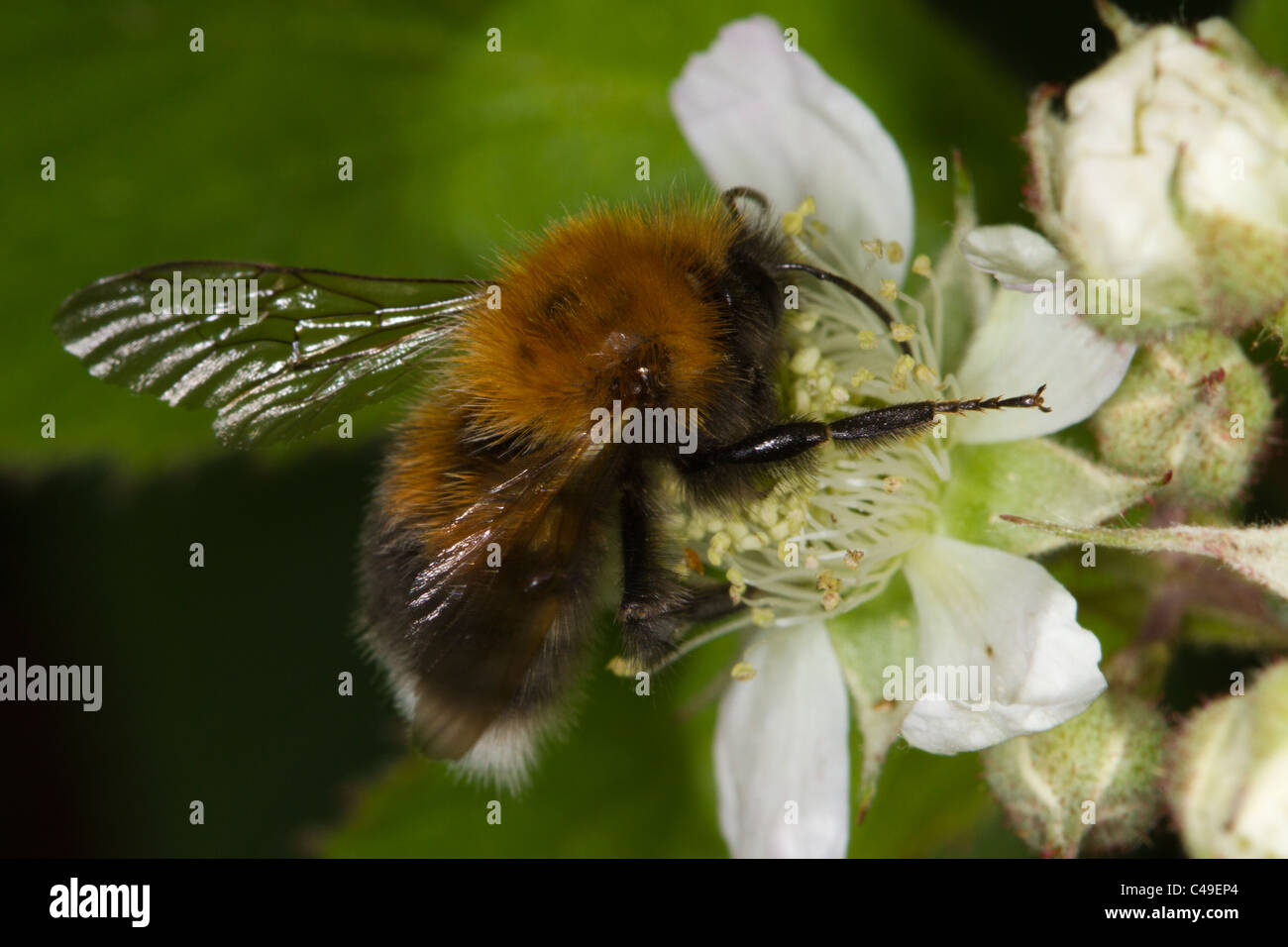 Tree Bee (Bombus hypnorum) feeding on bramble (Rubus fruticosus) blossom Stock Photo