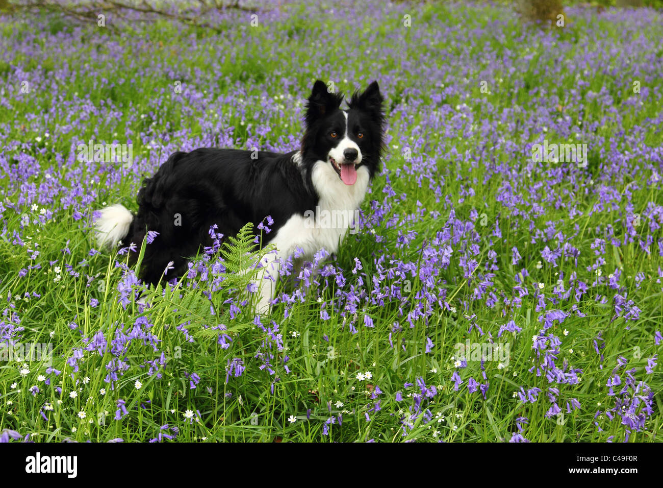 Border Collie in Bluebell Woods Stock Photo