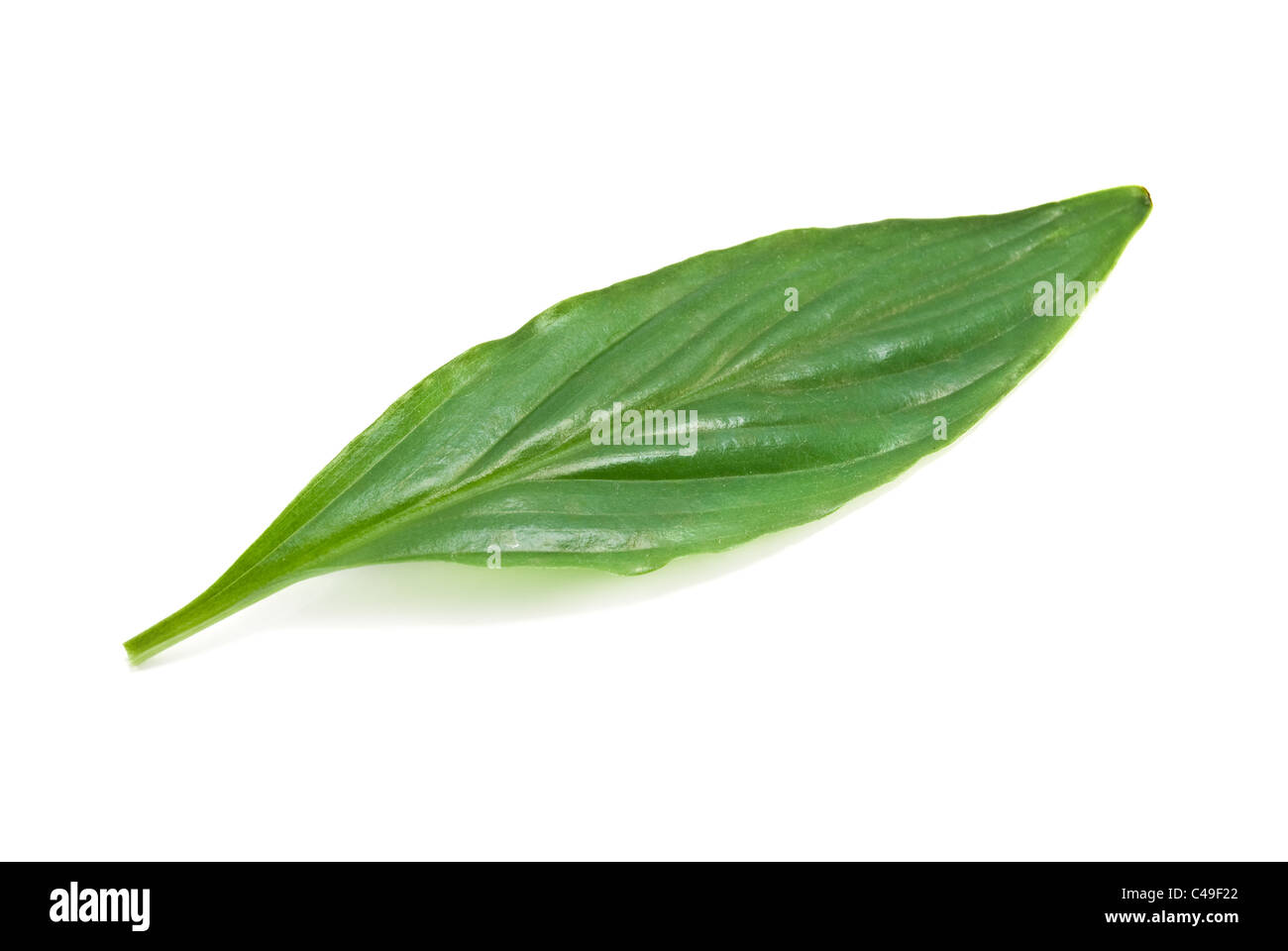 leaf is isolated on white Stock Photo