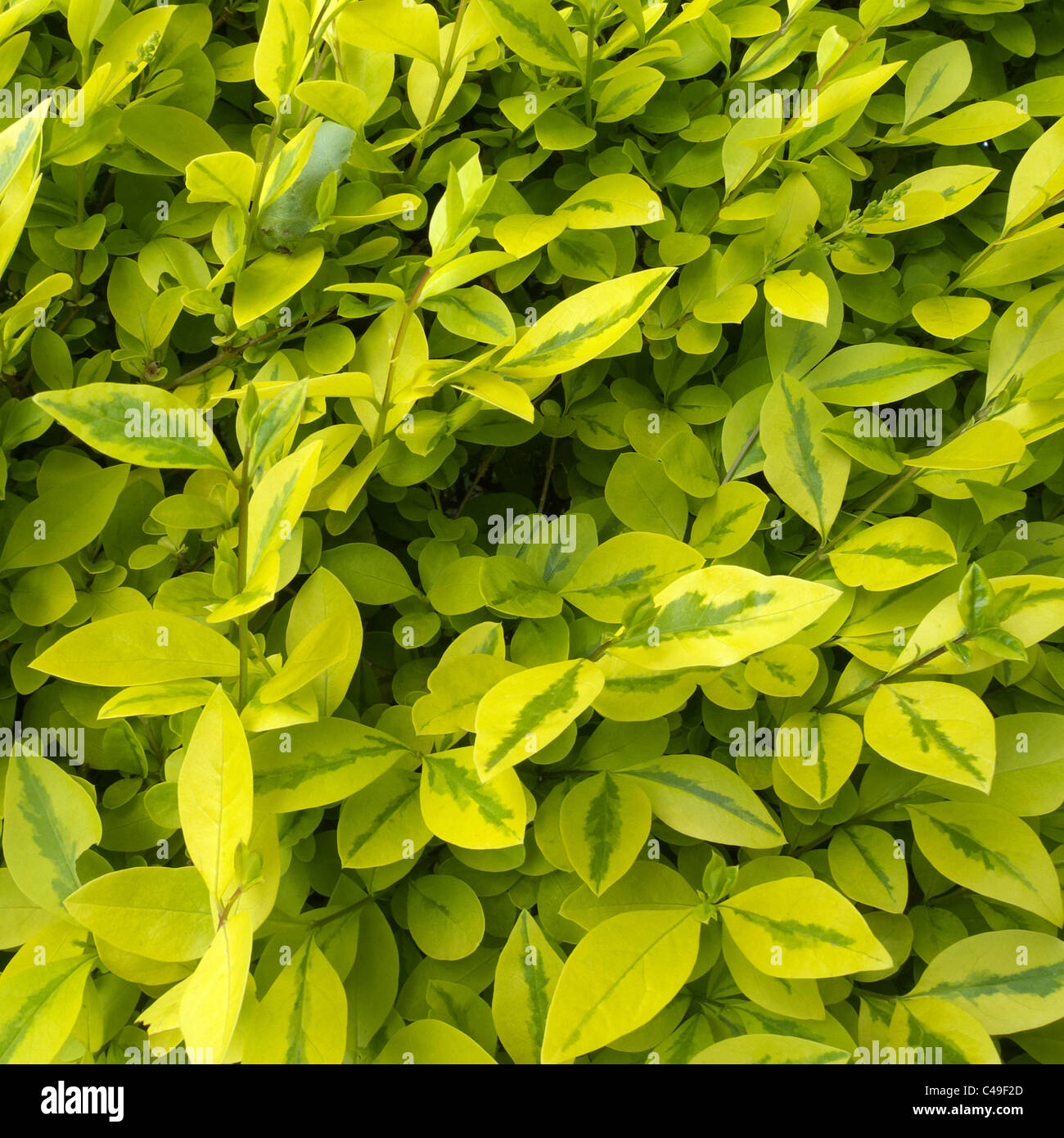 Ligustrum ovalifolium Golden Privet cultivar 'Aureum' close up, UK Stock Photo