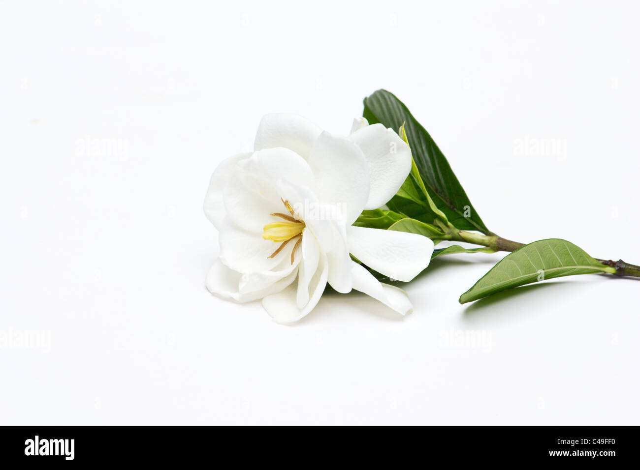 Gardenia Jasminoides on white background Stock Photo