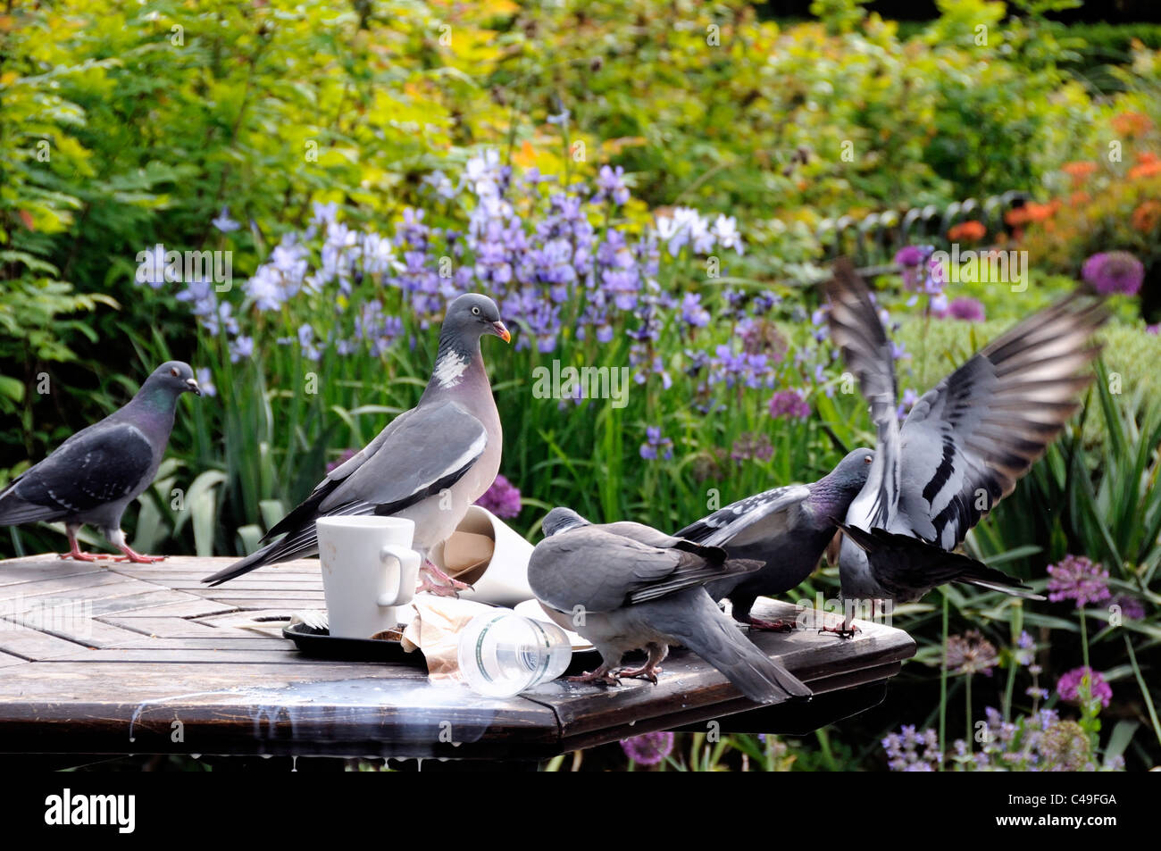 Woodpigeon Columba palumbus eating leftovers on table in park Stock Photo