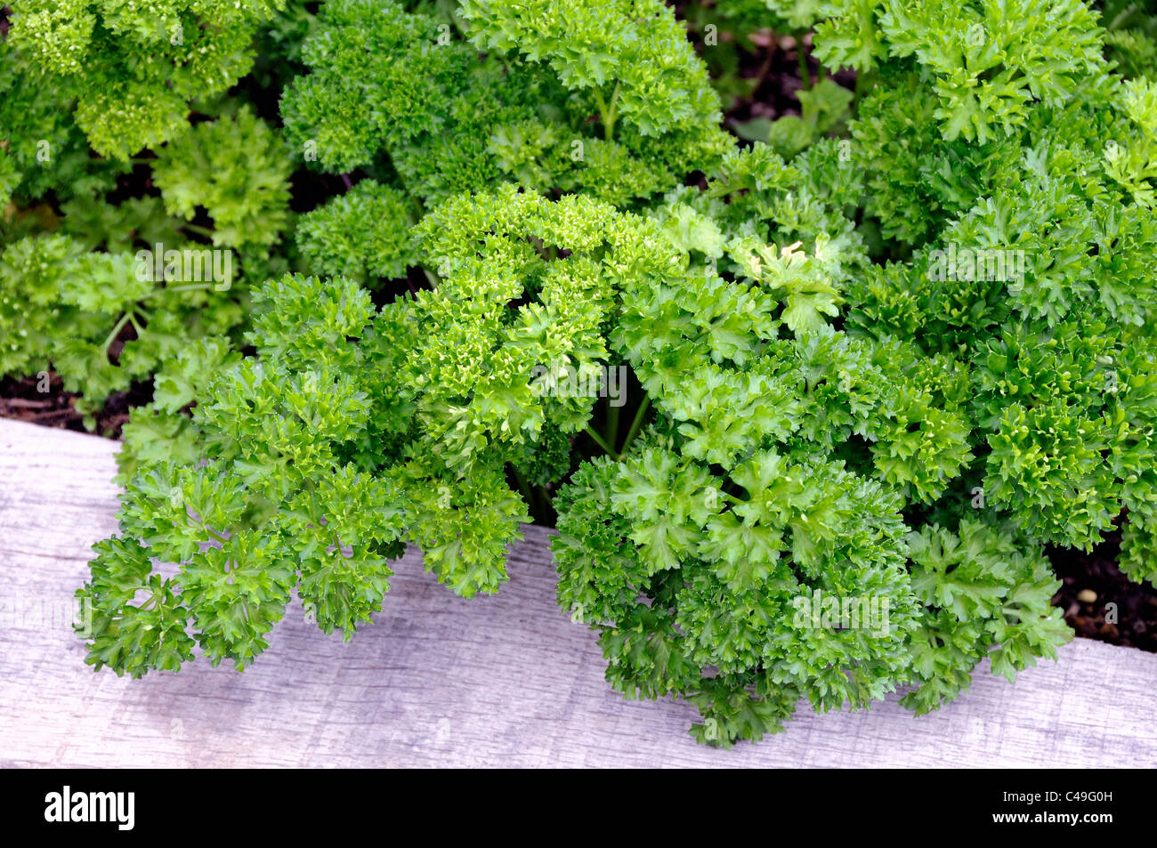 Petroselinum crispum Curlyleaf parsley Stock Photo Alamy