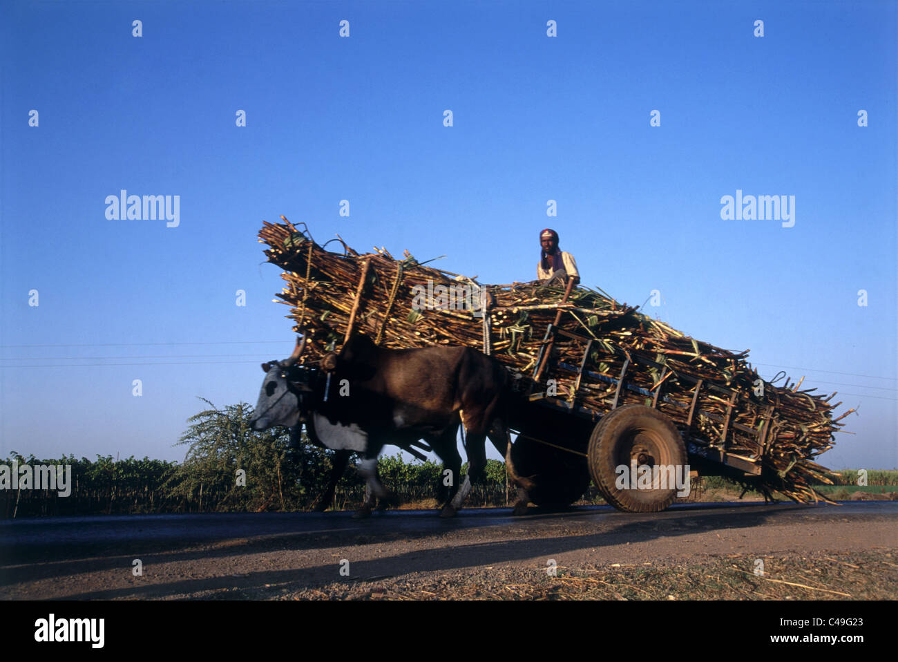 Photograph of a wagon harnessed to an ox and an Indian man is driving it on the road to Nasik India Stock Photo