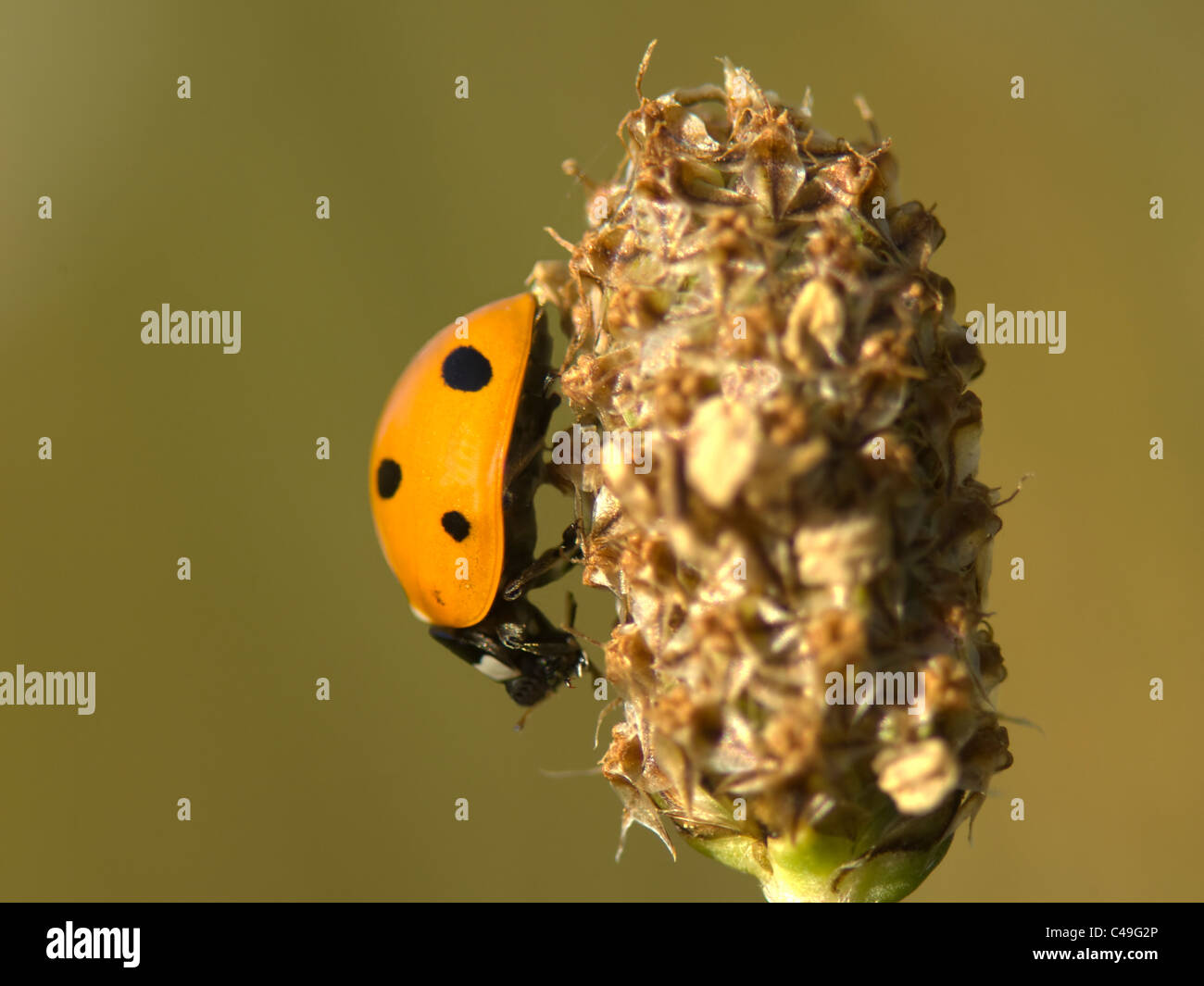 Seven-Spot Ladybird (Coccinella septempunctata), France Stock Photo