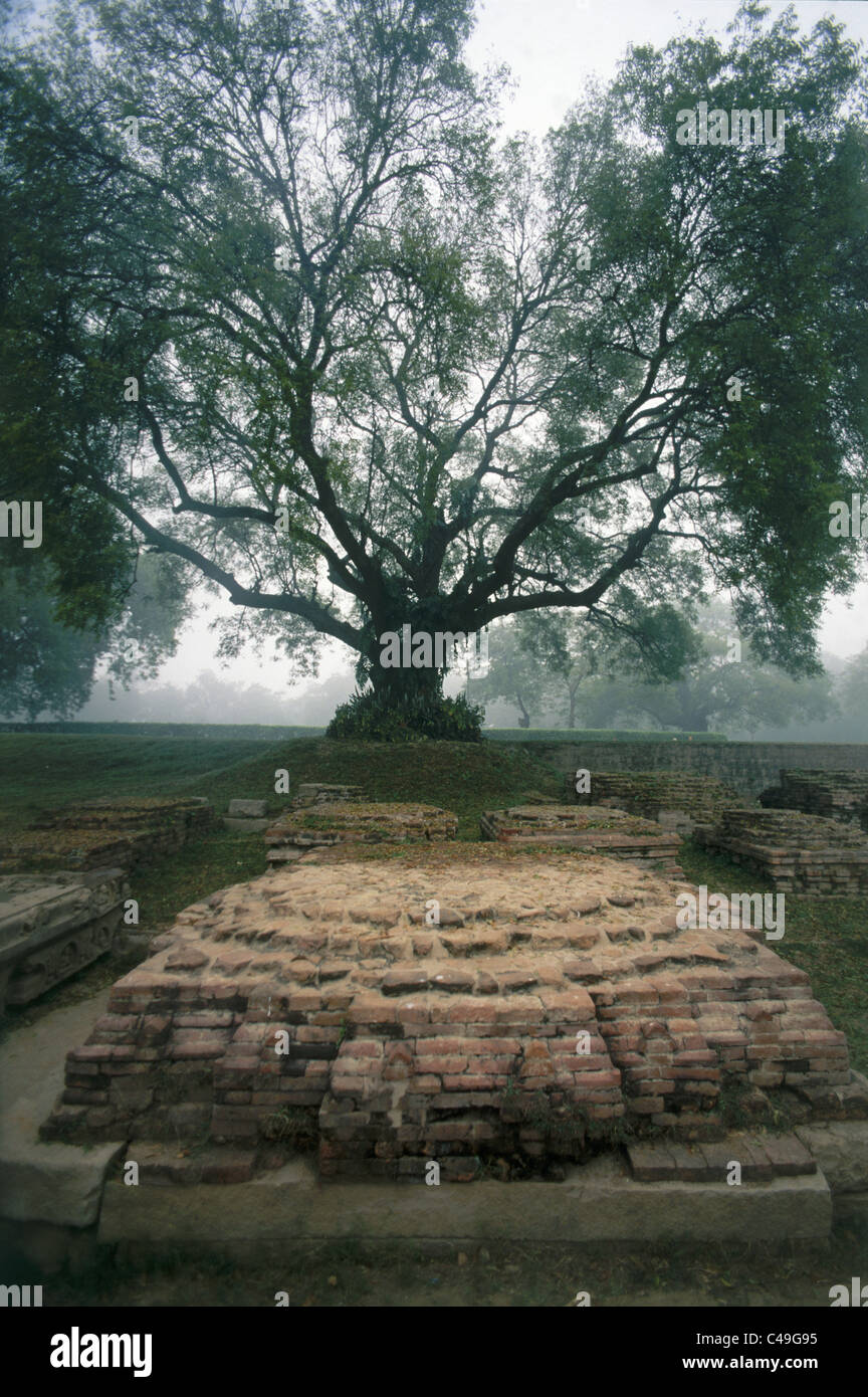 Photograph of an old Indian cemetery in the Saranath temple Stock Photo