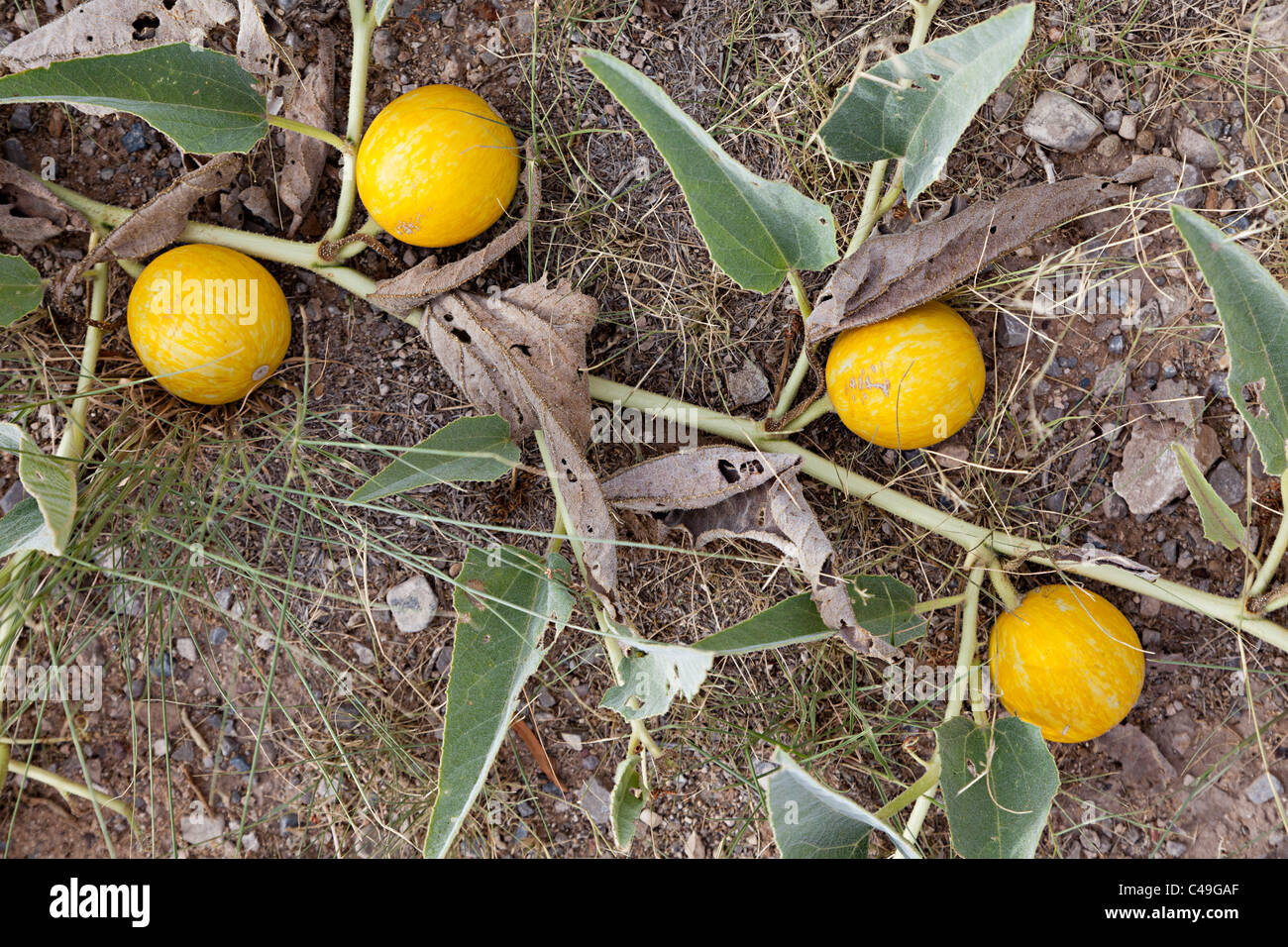 Buffalo gourd Cucurbita foetidissima Texas USA Stock Photo Alamy