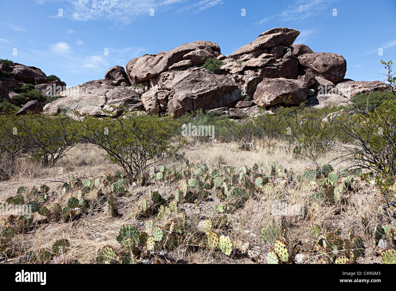 State cactus of texas hi-res stock photography and images - Alamy