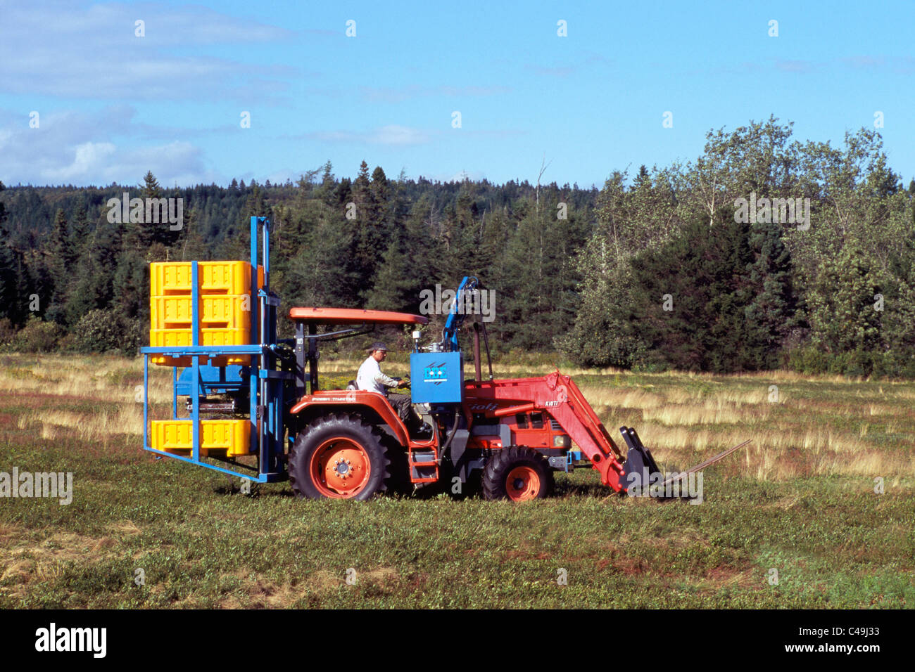 Blueberry Farmer on Tractor harvesting Wild Blueberries from Small