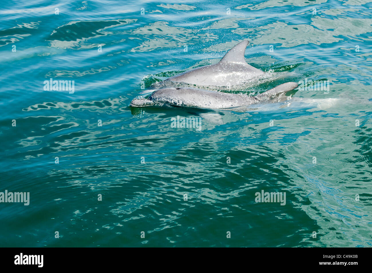 Dolphins, Moreton Bay, Queensland, Australia Stock Photo