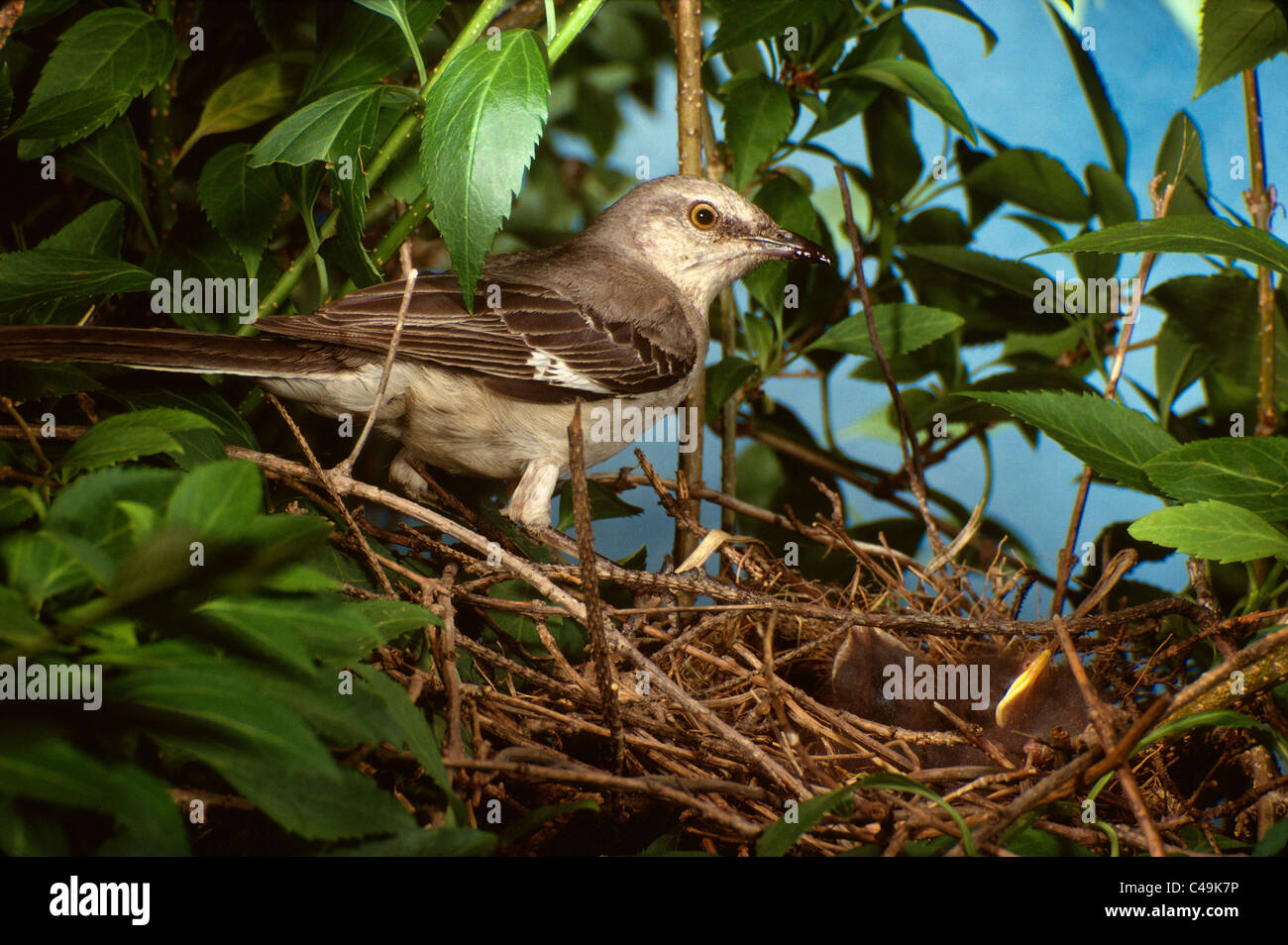 Mockingbird at nest with chicks Stock Photo Alamy