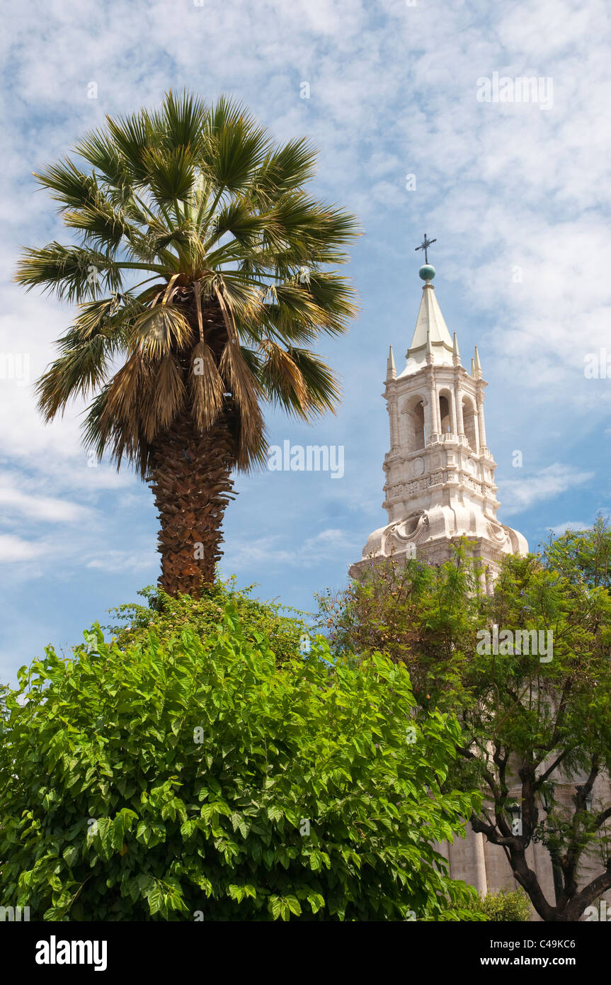 A church steeple and palm tree in Arequipa, Peru, South America. Stock Photo