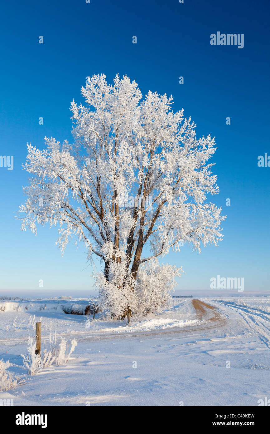 A hoar frost covered tree in winter near Winkler, Manitoba, Canada. Stock Photo