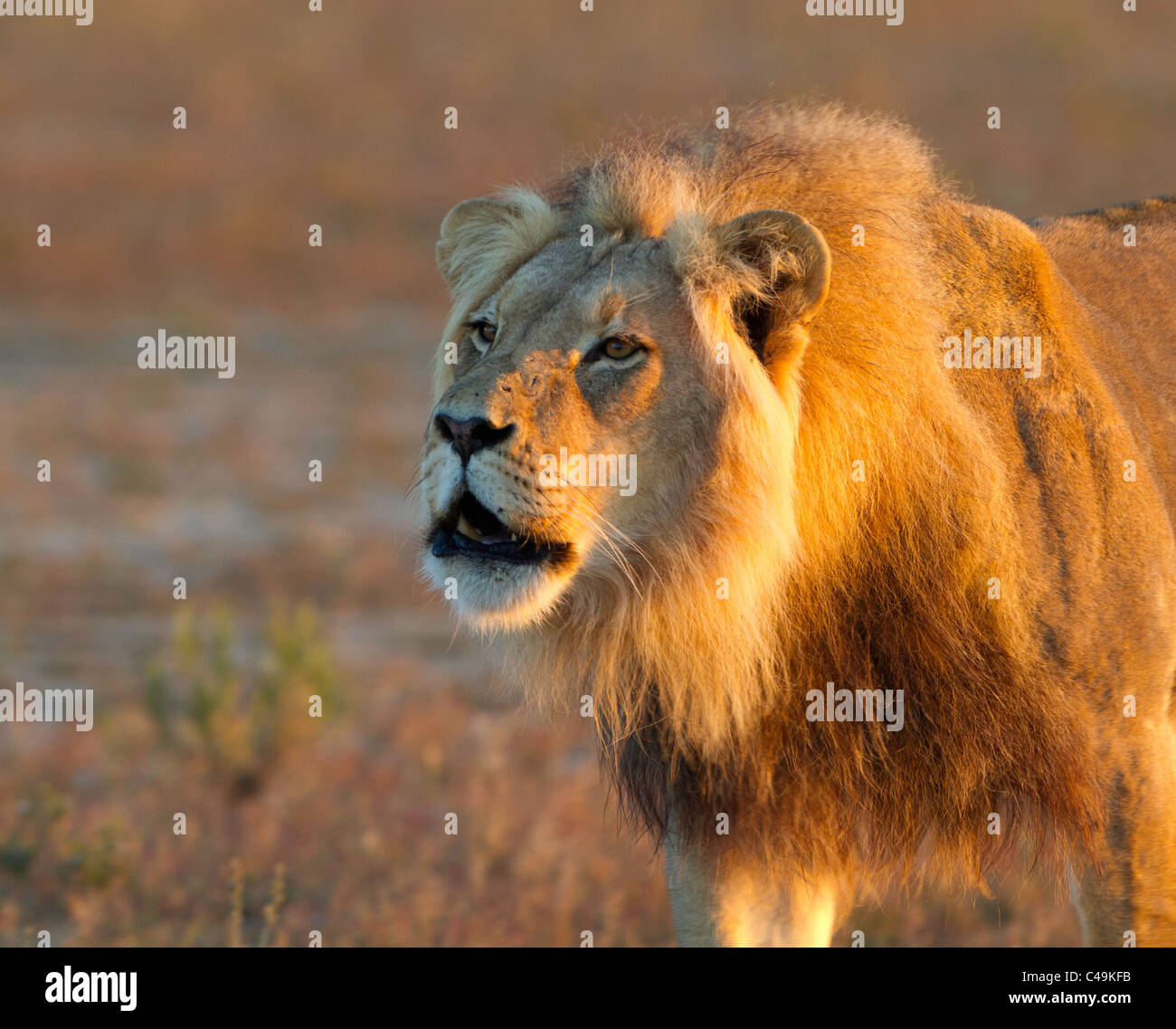 Roaring lion portrait hi-res stock photography and images - Alamy