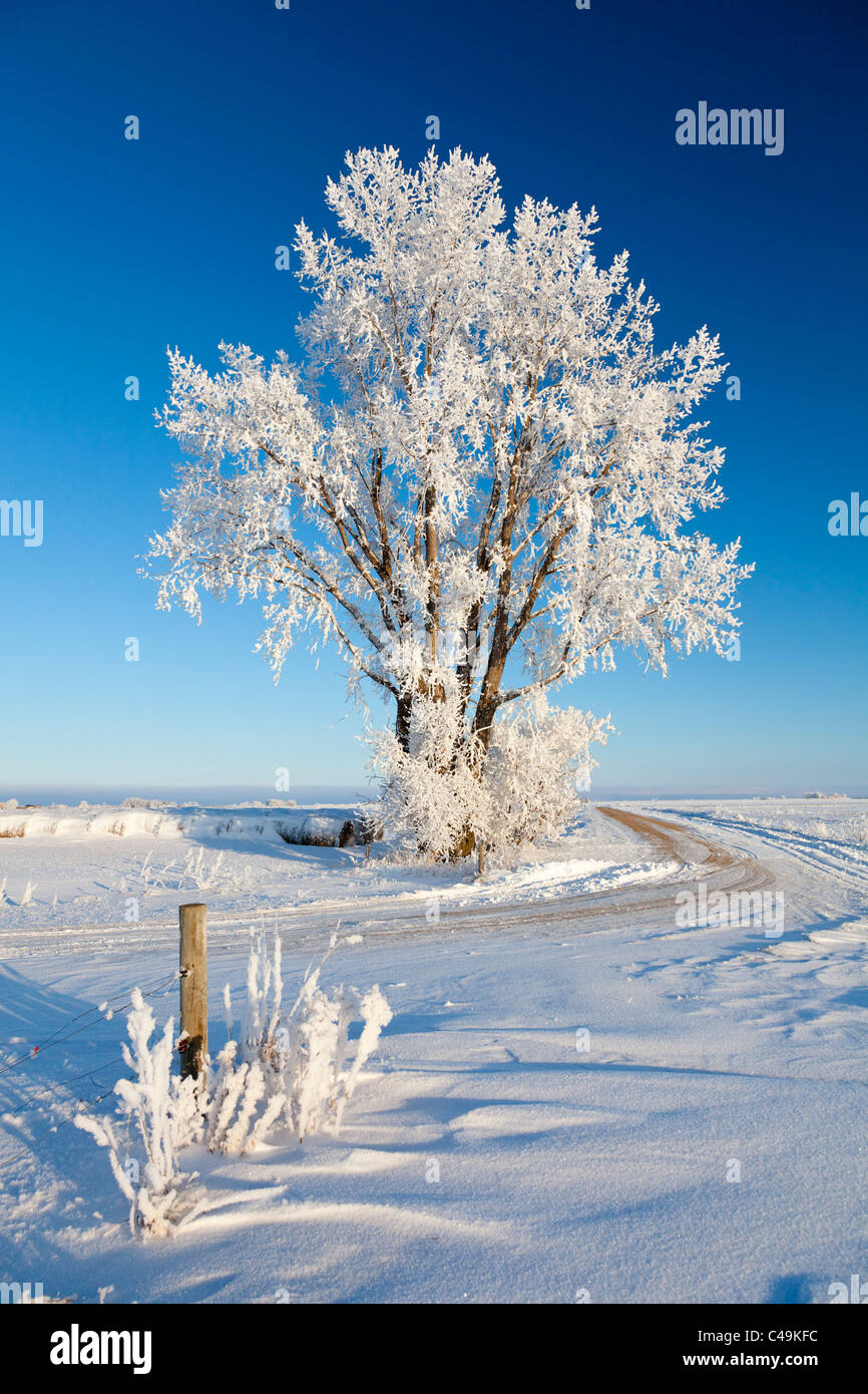 A hoar frost covered tree in winter near Winkler, Manitoba, Canada. Stock Photo
