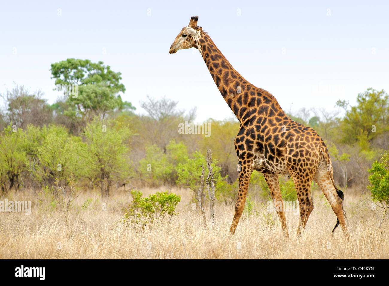 Giraffe (Giraffa camelopardalis) in the Kruger Park in South Africa. Stock Photo