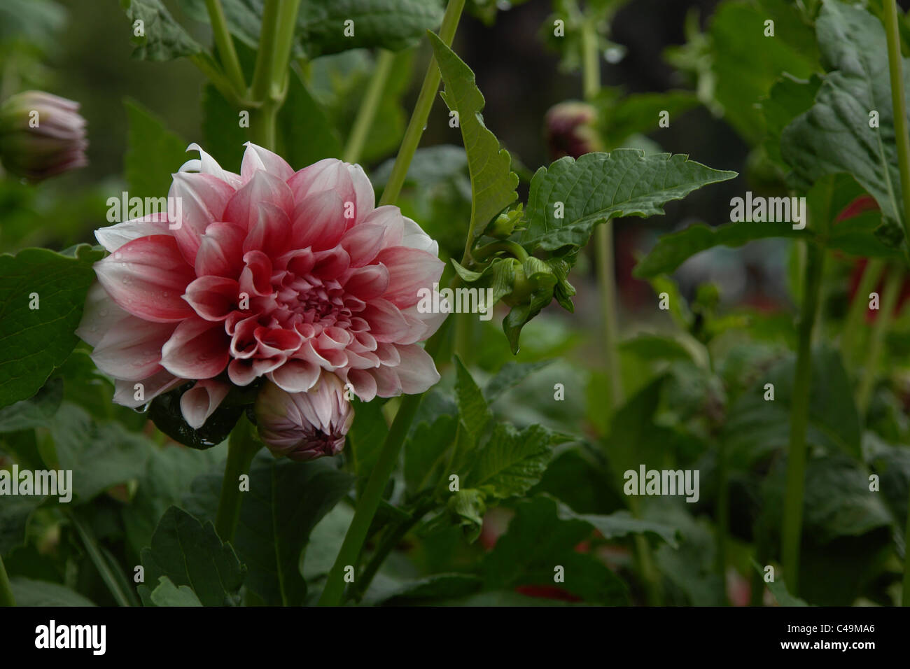 Flowers, Garden, Single flower, Gardens of India, Botanical Garden, Stock Photo