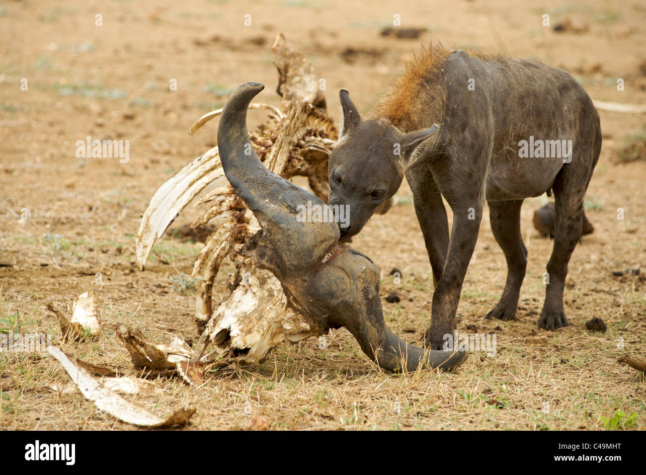 Spotted hyena (Crocuta crocuta) also known as laughing hyena at a buffalo carcass in the Kruger Park area of South Africa. Stock Photo