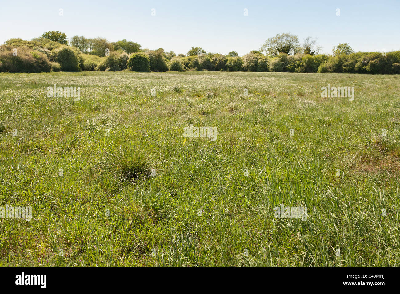 Chalk meadow land with a variety of grasses, England's Green and Pleasant Land Stock Photo