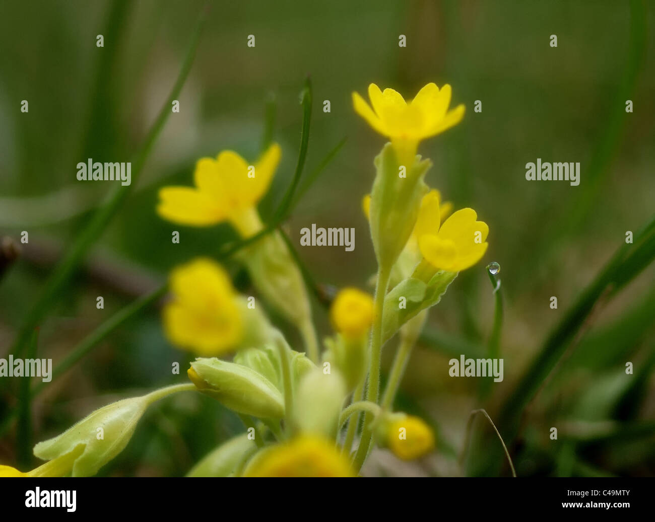 UK Yellow wild flower Stock Photo Alamy